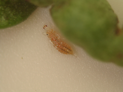 Les parasites blancs dans lanal
