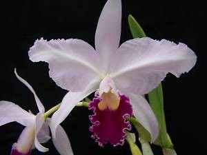 Orchidee acheter vender
